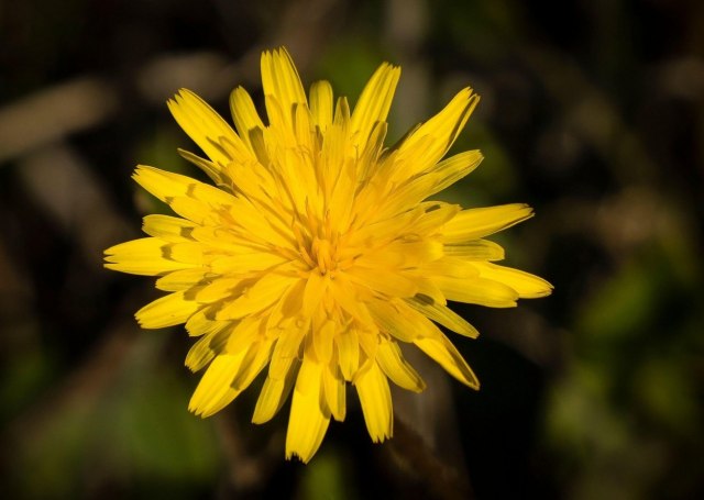 Smanjuje upale, reguliše krvni pritisak i šećer, snižava holesterol - cvet čini čuda za zdravlje